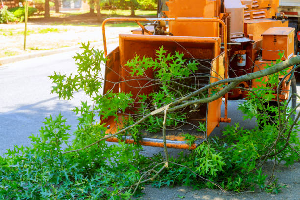 Emergency Storm Tree Removal in Columbus, OH